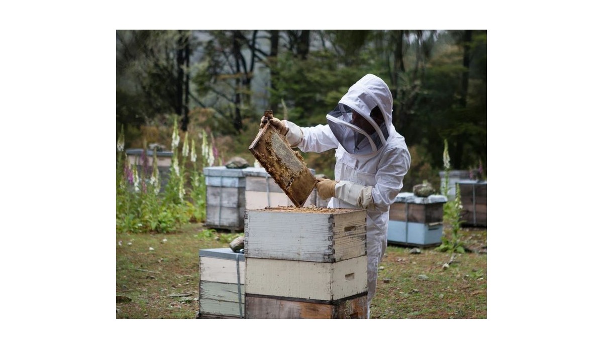 Where to place the apiary?